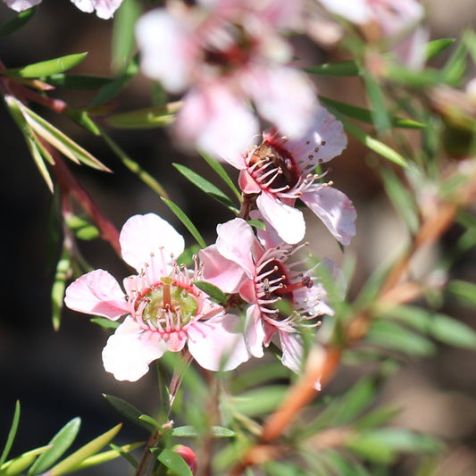 Leptospermum Cardwell Pink (Leptospermum flavescens) - Ladybird Nursery