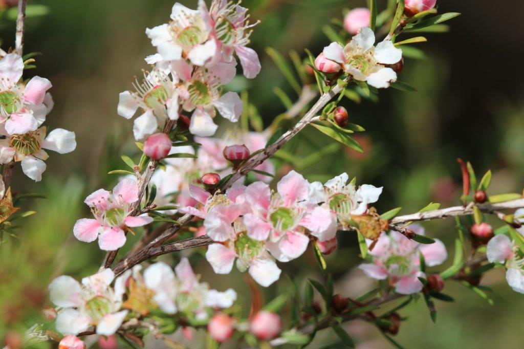 Leptospermum Cardwell Pink (Leptospermum flavescens) - Ladybird Nursery