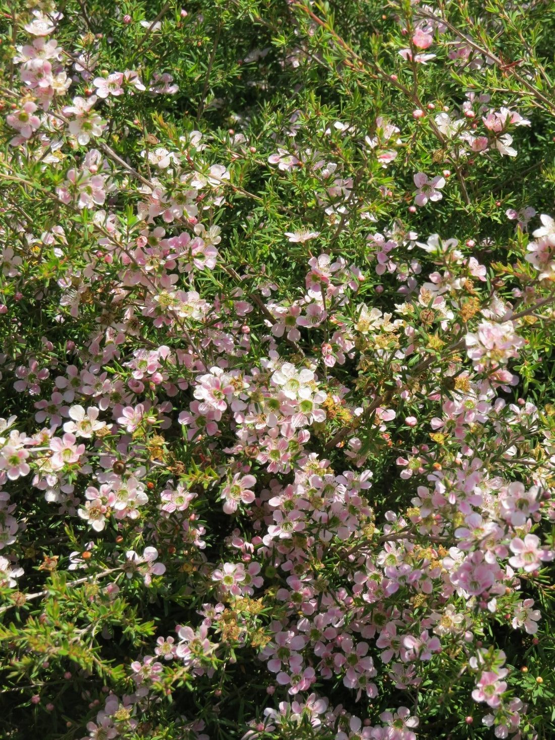 Leptospermum Cardwell Pink (Leptospermum flavescens) - Ladybird Nursery