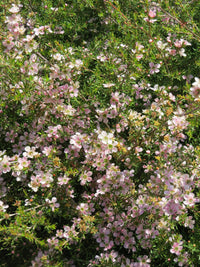 Leptospermum Cardwell Pink (Leptospermum flavescens)