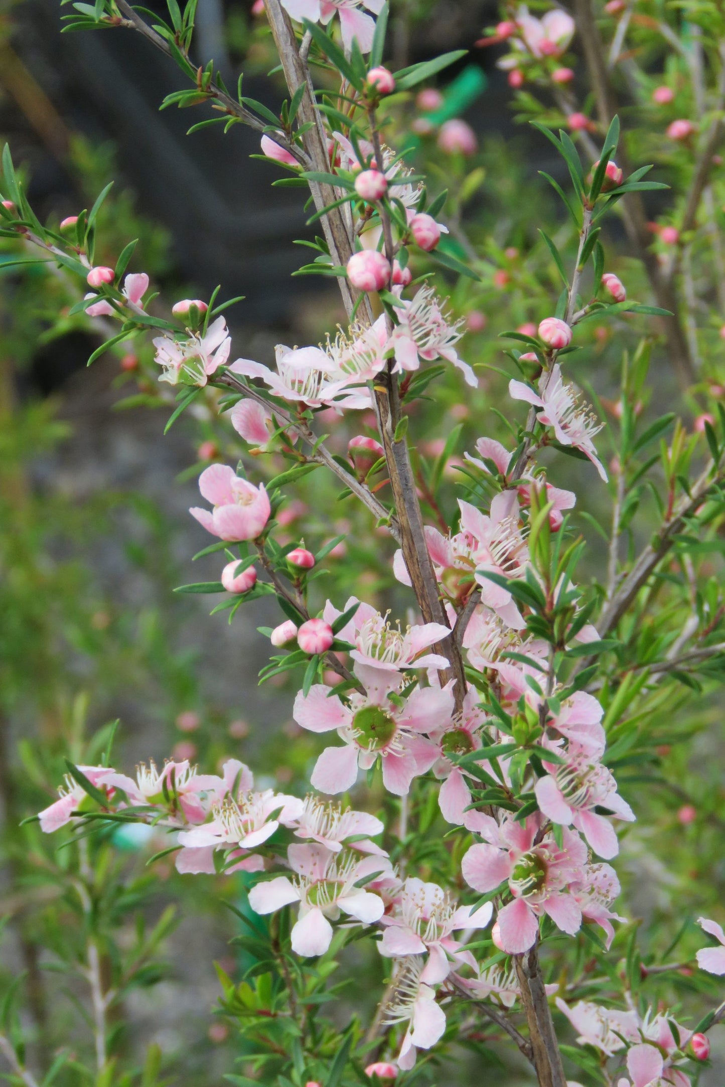 Leptospermum Cardwell Pink (Leptospermum flavescens)