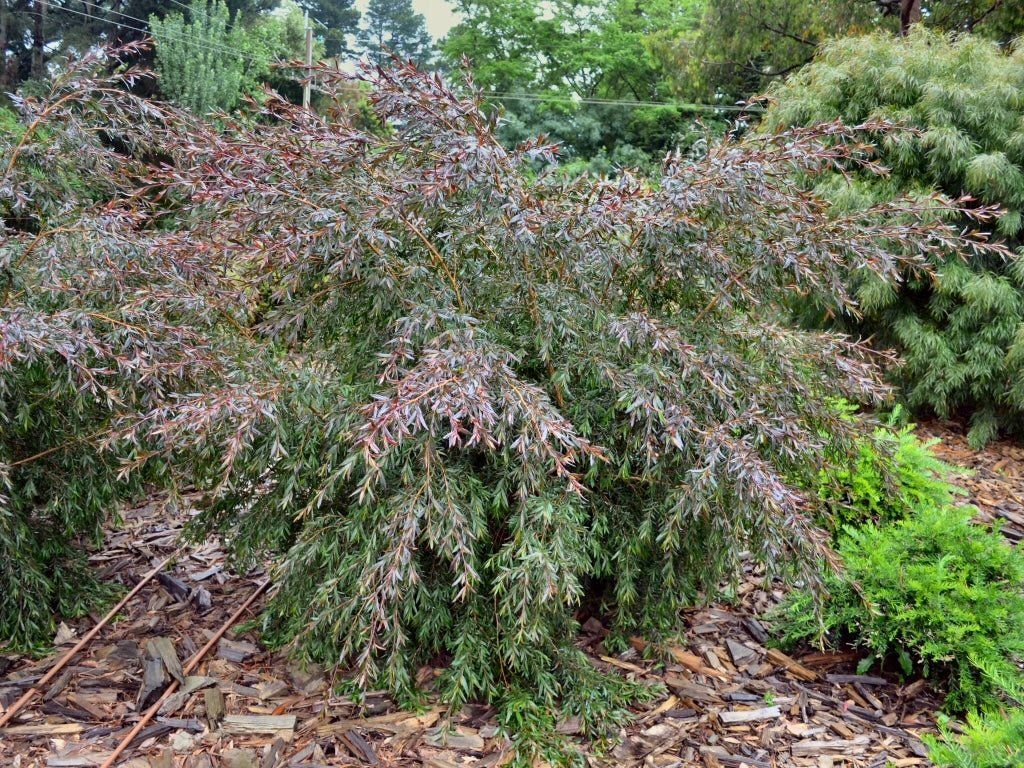 Leptospermum Copper Glow - Ladybird Nursery