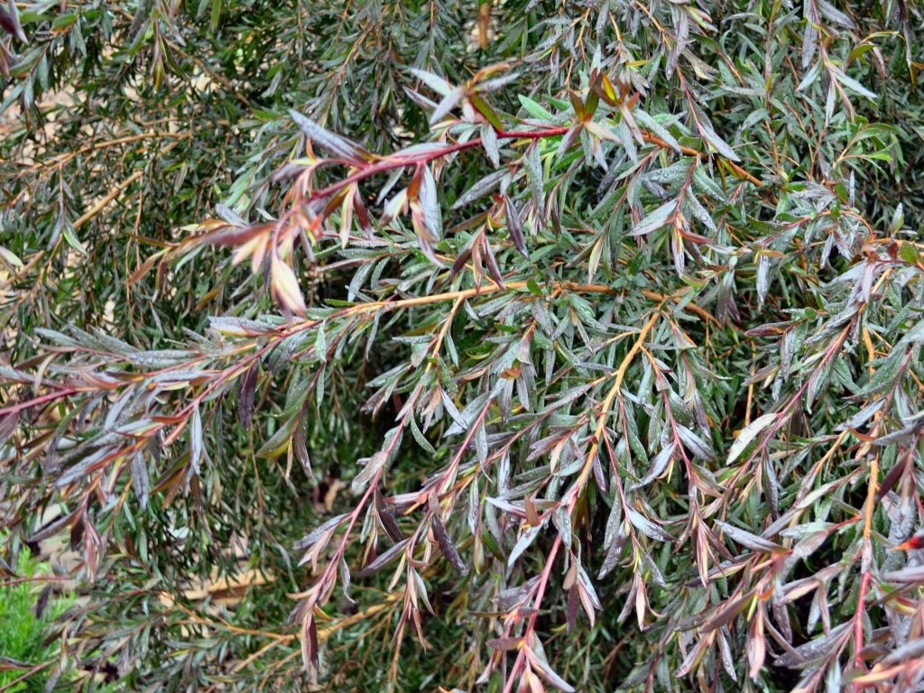 Leptospermum Copper Glow - Ladybird Nursery