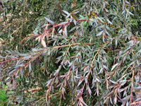 Leptospermum Copper Glow - Ladybird Nursery
