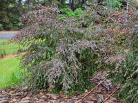 Leptospermum Copper Glow - Ladybird Nursery