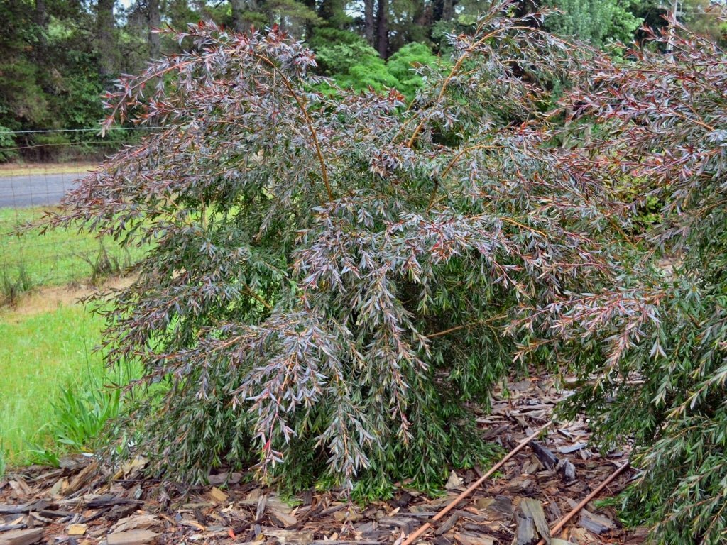 Leptospermum Copper Glow - Ladybird Nursery
