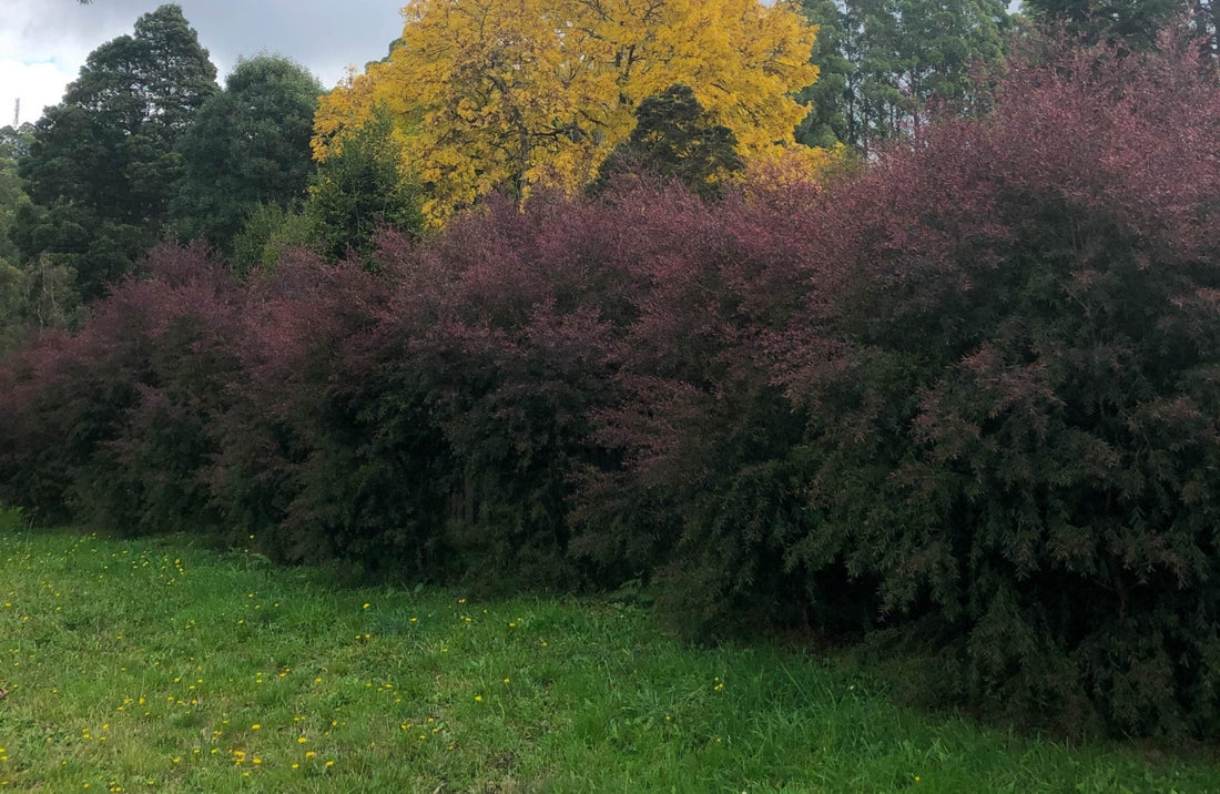Leptospermum Copper Glow - Ladybird Nursery