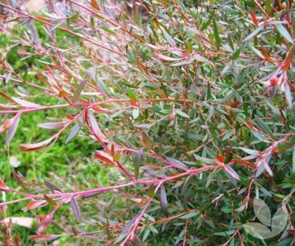 Leptospermum Copper Glow