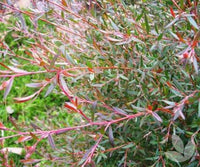 Leptospermum Copper Glow