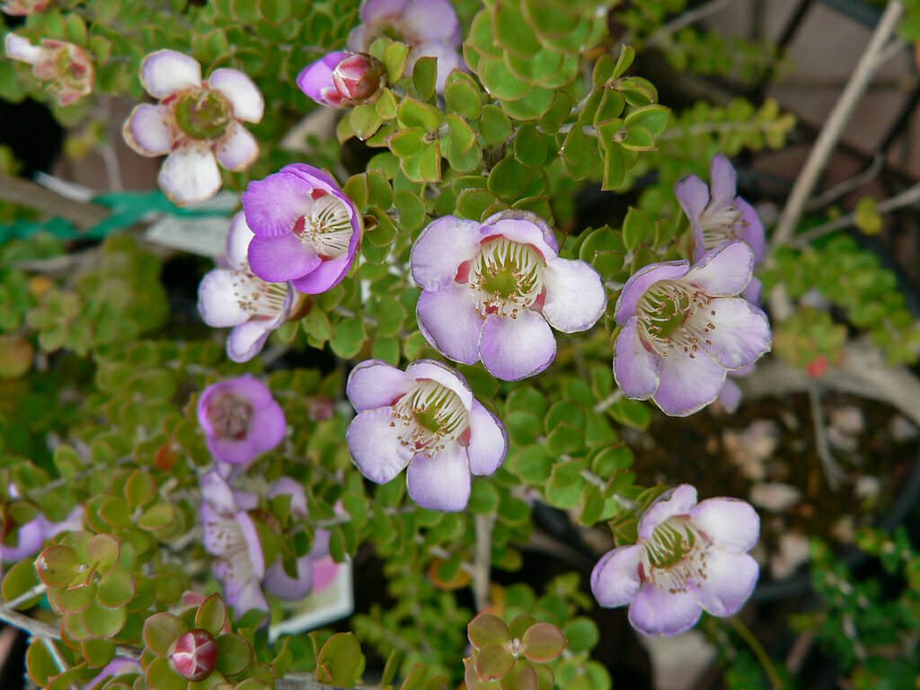 Leptospermum Lavender Queen (Leptospermum rotundifolium) - Ladybird Nursery