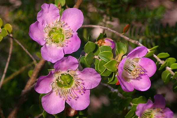 Leptospermum Lavender Queen (Leptospermum rotundifolium)