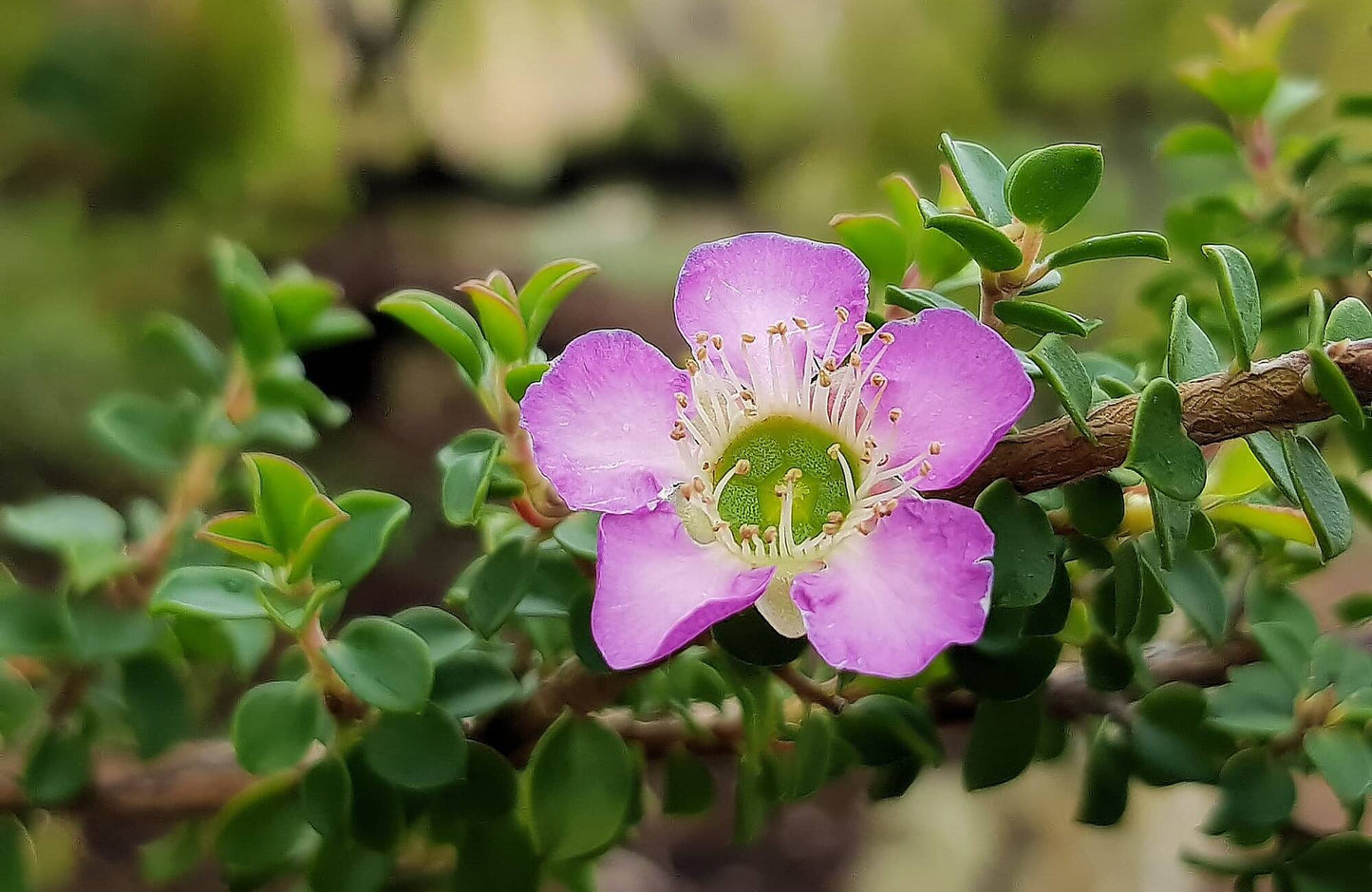 Leptospermum Lavender Queen (Leptospermum rotundifolium)