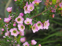 Leptospermum Lavender Queen (Leptospermum rotundifolium)