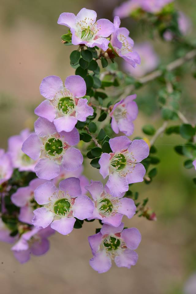 Leptospermum Lavender Queen (Leptospermum rotundifolium) - Ladybird Nursery