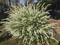 Leptospermum Lemon Frost