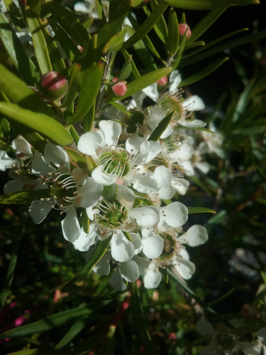 Leptospermum Lemon Frost - Ladybird Nursery