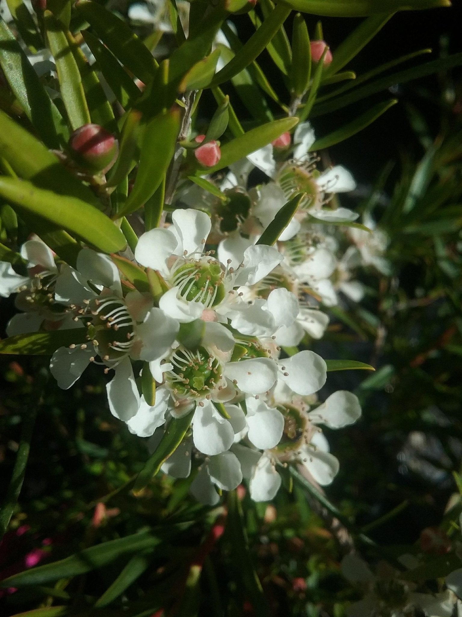 Leptospermum Lemon Frost - Ladybird Nursery
