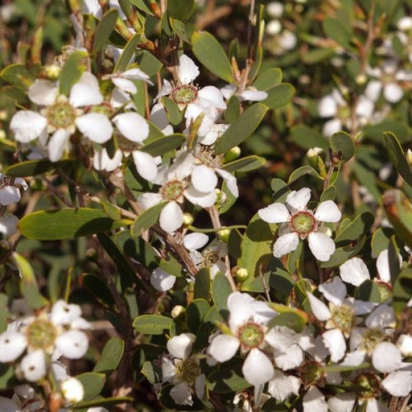 Leptospermum Lemon Frost - Ladybird Nursery