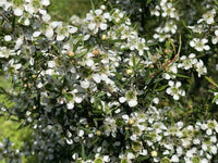 Leptospermum Lemon Frost