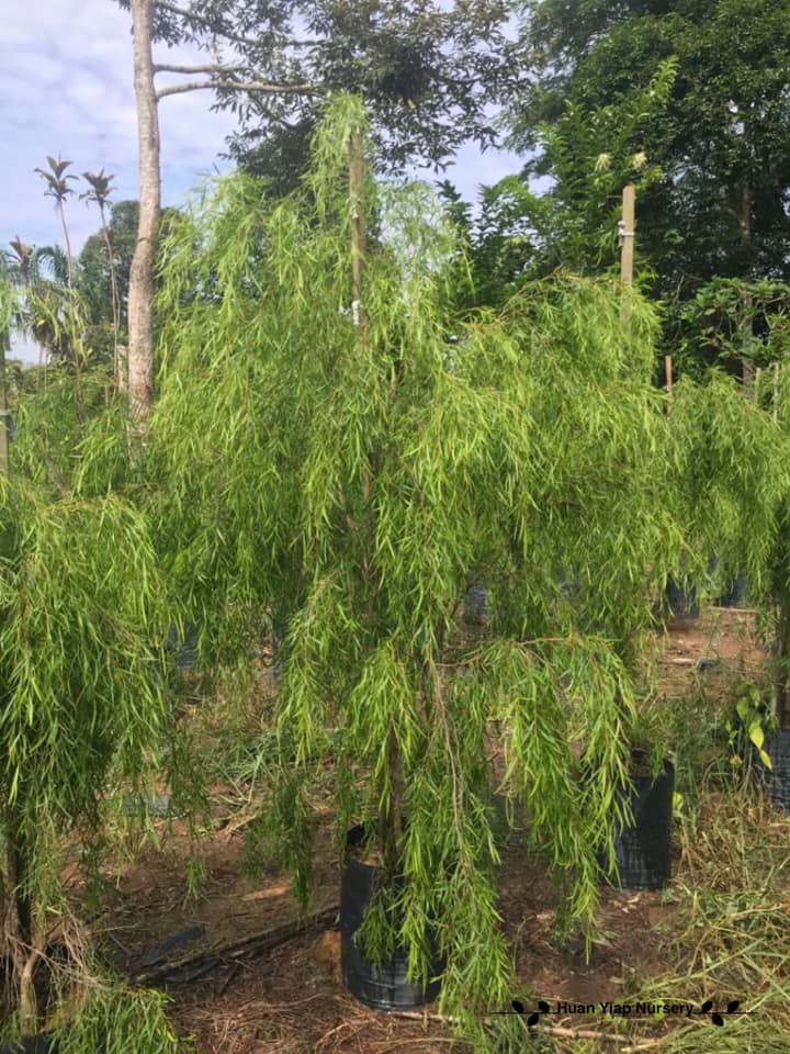 Leptospermum (Leptospermum brachyandrum)