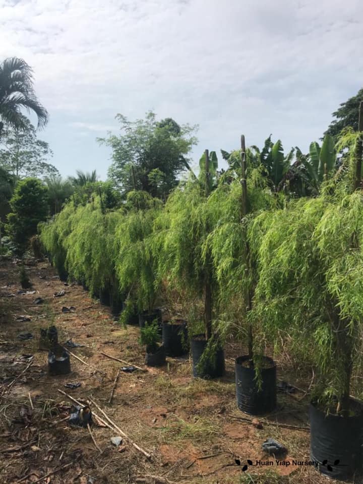 Leptospermum (Leptospermum brachyandrum)