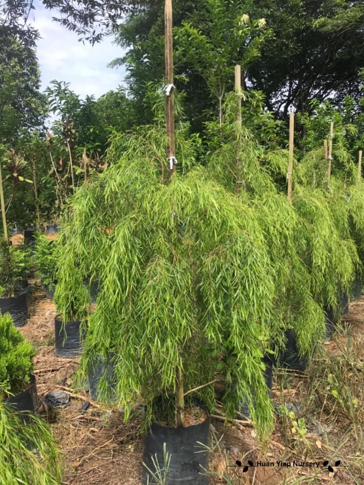 Leptospermum (Leptospermum brachyandrum)
