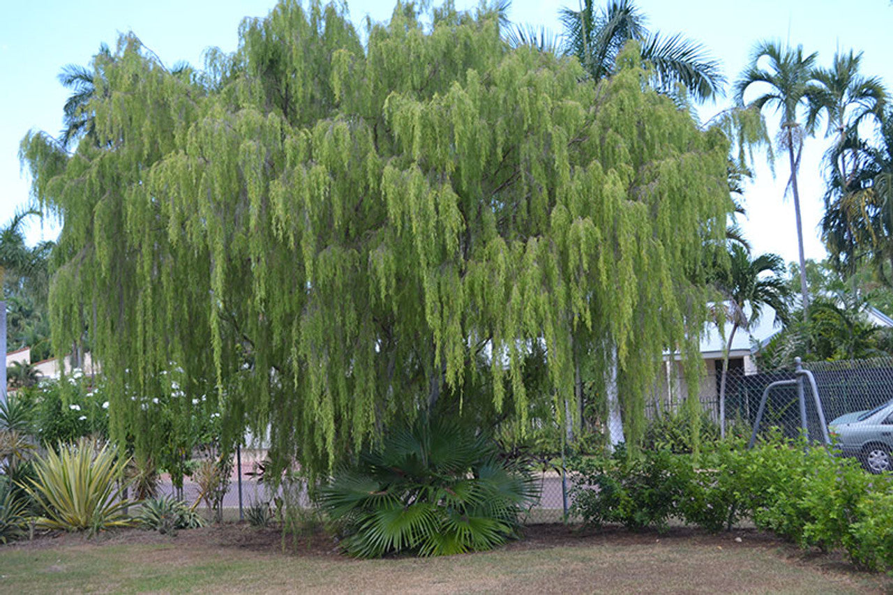Leptospermum (Leptospermum brachyandrum)