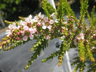 Leptospermum (Leptospermum liversidgei) - Ladybird Nursery