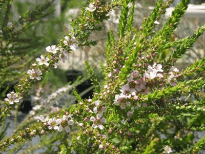 Leptospermum (Leptospermum liversidgei) - Ladybird Nursery