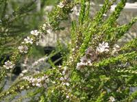 Leptospermum (Leptospermum liversidgei) - Ladybird Nursery