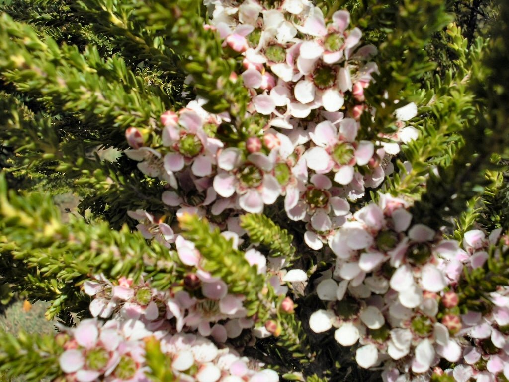 Leptospermum (Leptospermum liversidgei) - Ladybird Nursery