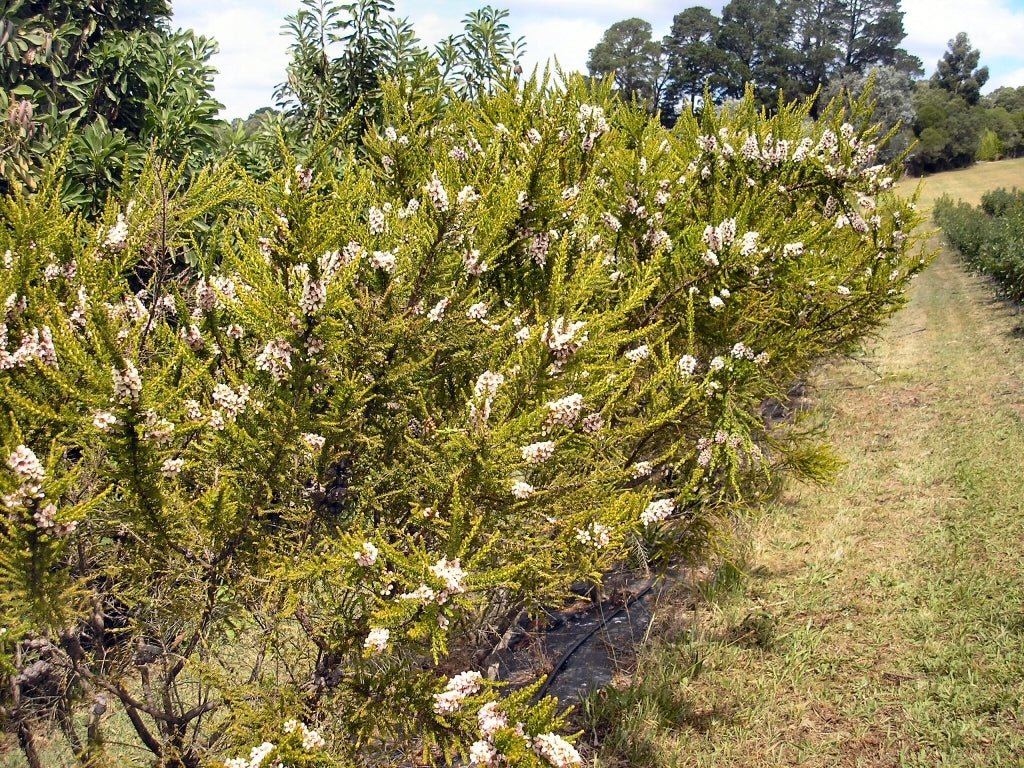 Leptospermum (Leptospermum liversidgei) - Ladybird Nursery
