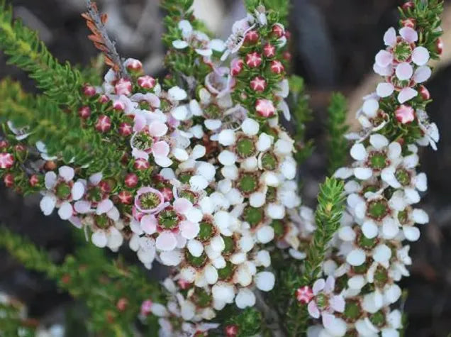 Leptospermum (Leptospermum liversidgei)