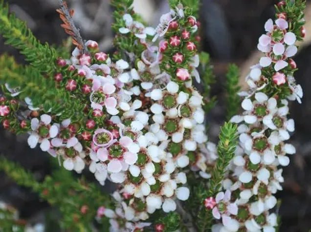 Leptospermum (Leptospermum liversidgei) - Ladybird Nursery