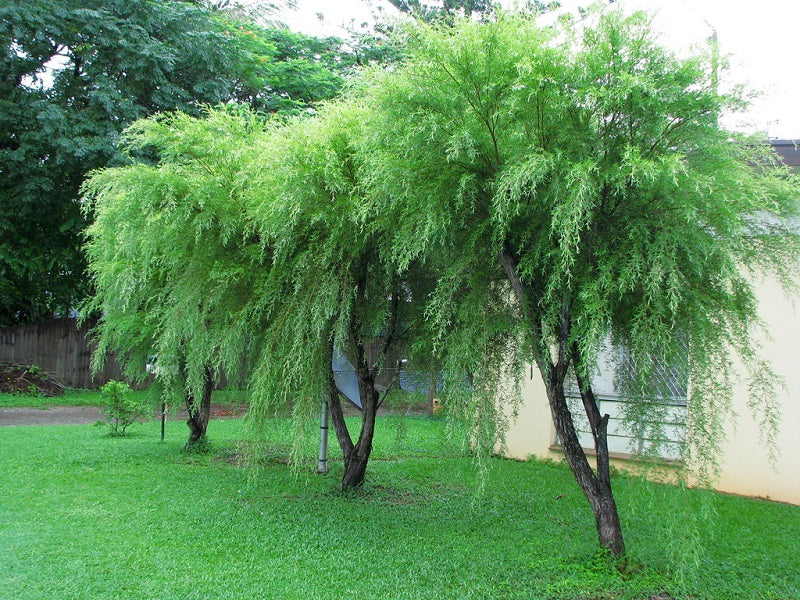 Leptospermum (Leptospermum madidum)