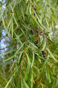 Leptospermum (Leptospermum madidum) - Ladybird Nursery