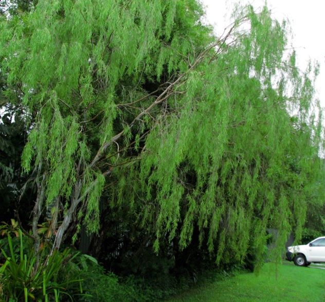 Leptospermum (Leptospermum madidum)