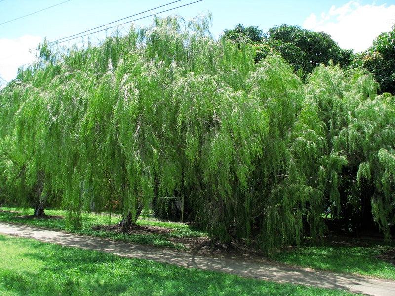 Leptospermum (Leptospermum madidum)