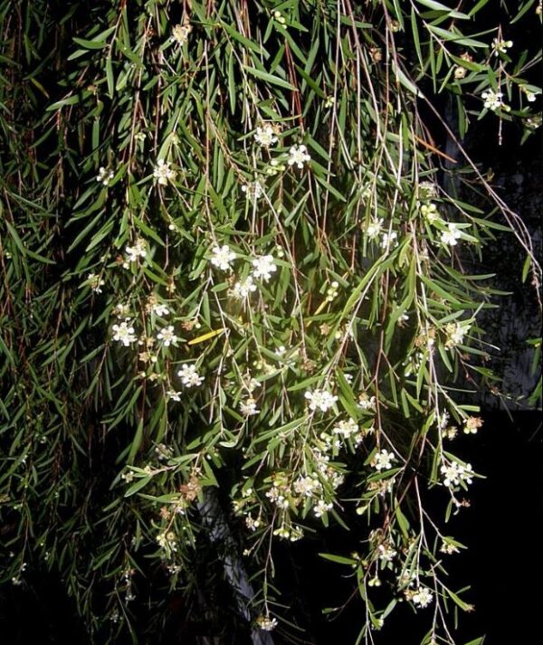 Leptospermum (Leptospermum madidum)