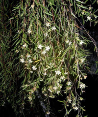 Leptospermum (Leptospermum madidum)