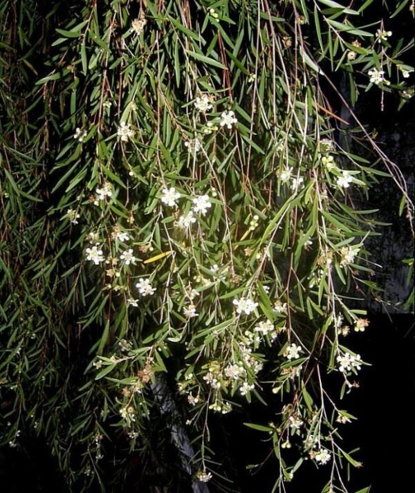 Leptospermum (Leptospermum madidum) - Ladybird Nursery