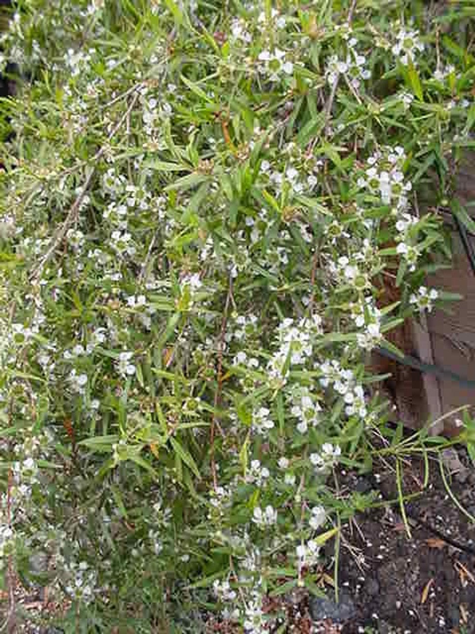 Leptospermum (Leptospermum petersonii) - Ladybird Nursery