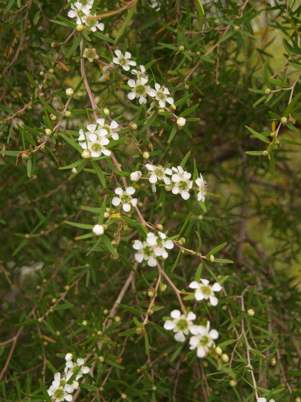 Leptospermum (Leptospermum petersonii) - Ladybird Nursery