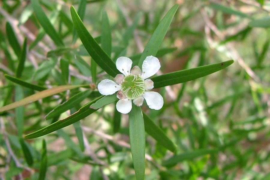 Leptospermum (Leptospermum petersonii) - Ladybird Nursery