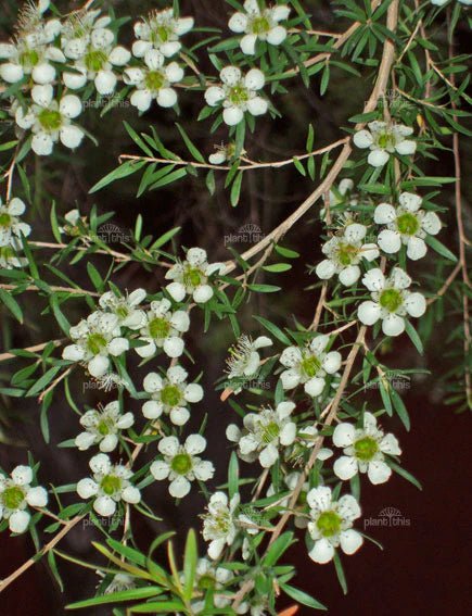 Leptospermum (Leptospermum petersonii) - Ladybird Nursery
