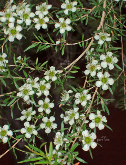 Leptospermum (Leptospermum petersonii)