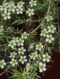 Leptospermum (Leptospermum petersonii) - Ladybird Nursery