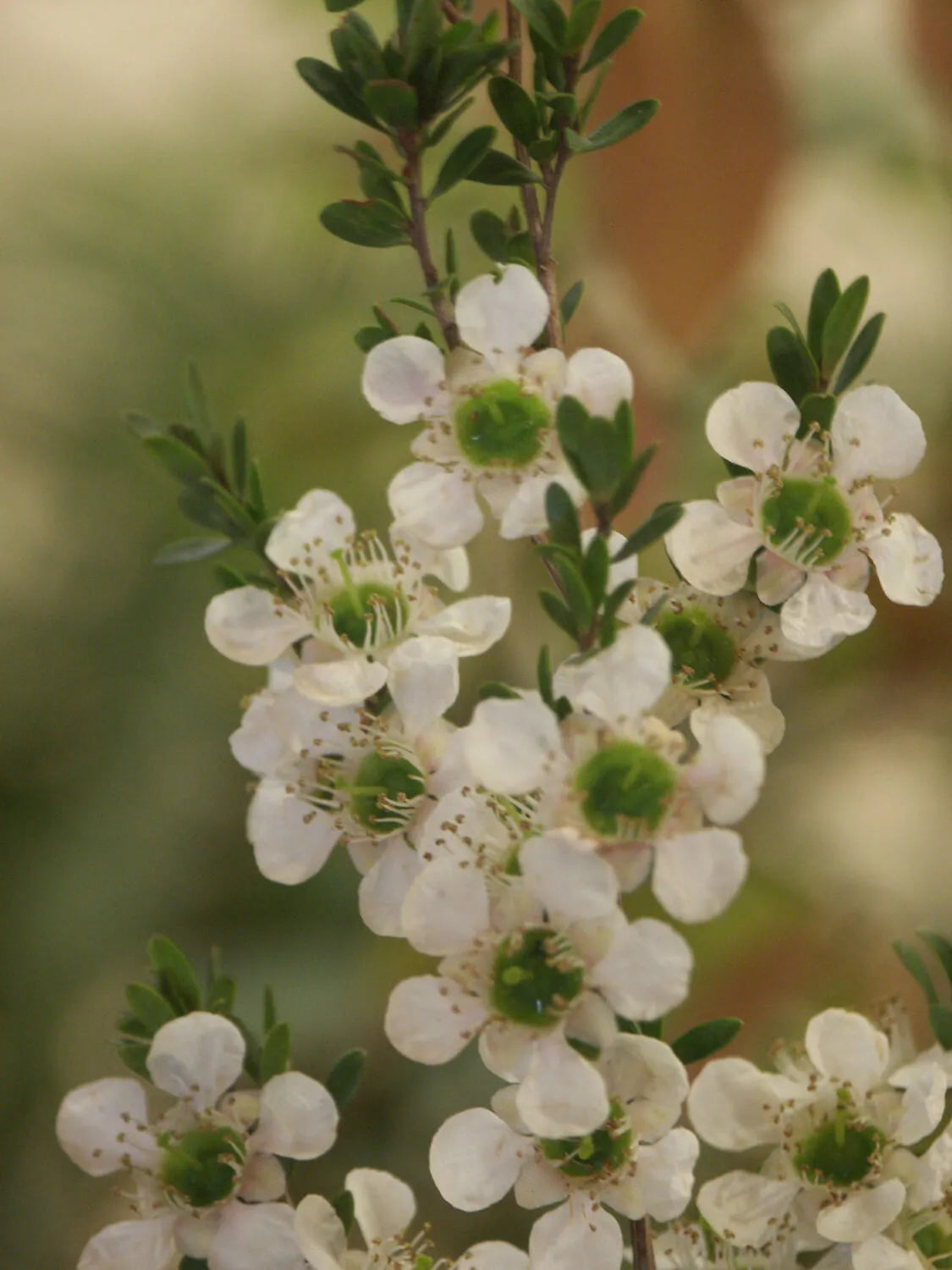 Leptospermum (Leptospermum polygalifolium)