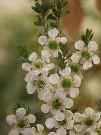 Leptospermum (Leptospermum polygalifolium)
