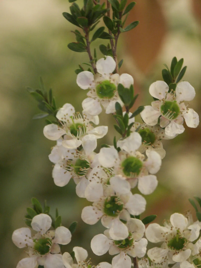 Leptospermum (Leptospermum polygalifolium)